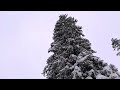 schneemassen nach wintereinbruch riedbergpass 24.dezember 2024