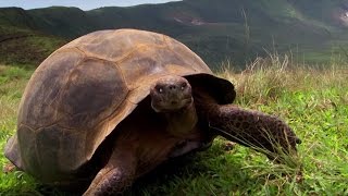 Charles Darwin's Galapagos Discovery | #Attenborough90 | BBC Earth