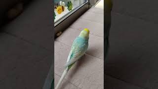 落花生とボールを投げるインコ🐥関西弁のくーちゃん🐥