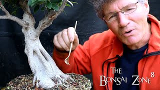 Tiger Bark Ficus Styling, Part 1, The Bonsai Zone, Sept 2021