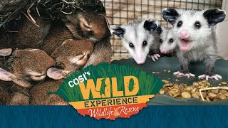 COSI Wild Experience