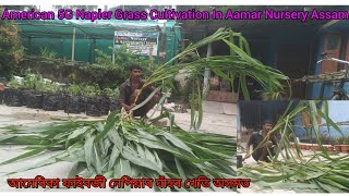 American 5G Napier Grass Cultivation In Aamar Nursery Assam আমেৰিকা ফাইবজী নেপিয়াৰ ঘাঁহৰ খেতি অসমত