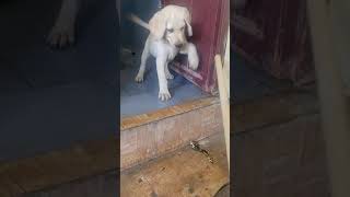 Labrador fighting for tied him up | lab puppy