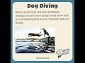 tauche ein in die aufregende welt des dog diving der ultimative hundesport