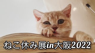 ねこ休み展in大阪に行ってみた‼