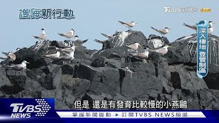 保育.觀光怎平衡? 人類遊憩衝擊燕鷗.海龜│護海新行動｜TVBS新聞 @TVBSNEWS01