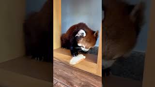 Honey, I'm very obedient and don't steal food.🥰🥰🥰#fy #trending #cute #obedience #redpanda #thief