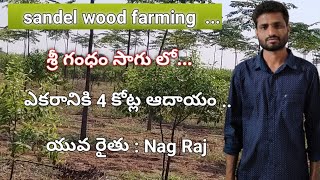 #sandel wood farming telugu//ఎకరానికి 4 కోట్లు రూ\