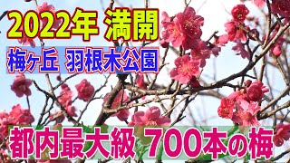 梅ヶ丘・羽根木公園 700本の梅がついに満開！  紅梅白梅が咲き誇る小高い丘は散策に最適！