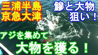 ♯268【京急大津ボート釣り】強烈なアジの回遊！？これが釣れなくなると大物タイム！！