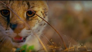 The Best Of Polar Bears Bbc Earth Safe Videos For Kids