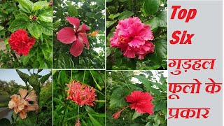 Gudhal ka phool | गुड़हल फूलो कि वेरायटी | Types Of Hibiscus Flowers | Six Gudhal phoolo Ke Prakar