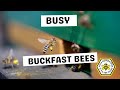 🍯Busy Buckfast Bees Today #beekeeping #shorts