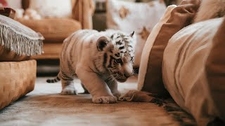 Cutest White Tiger Ever