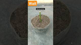 पीली कनेर 🌻 का पौधा कटिंग से लगाना || How to grow yellow oliander by cutting | Oleander growing 🌻🌻