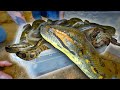 Giant Anaconda and Her 41 Offspring Reunite!