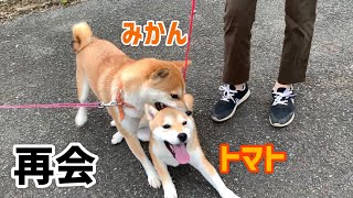 柴犬トマトに会いに行きました‼️みかんママ大興奮😆