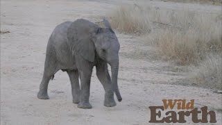 WildEarth - Sunrise - 17 July 2021