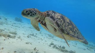 【沖縄】渡嘉敷島ウミガメツアー【MAPPLEアクティビティ】