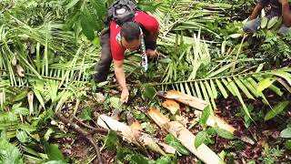 pokok bayas dalam ikhtiar hidup.umbut nya boleh di makan