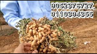 Kadiri lepakshi 1812 seeds for Sale 2022|Ph no:9052376727, 9110394355