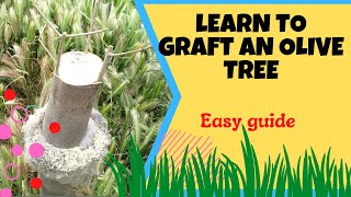 How To Graft An Olive Tree