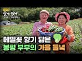 (살어리랏다)(313회) 메밀꽃 향기 닮은 부부의 가을 들녘 귀농하길 참 잘 했어요~ Koreatv, buckwheat flower, red pepper (강원 평창)