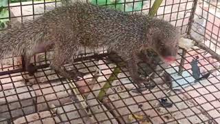 Mongoose Facts 😱 | नेवला का जीवन कैसे बिताते हैं | বেজিদের জীবন কাল |  wildlife style factory