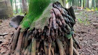 Areca Roots tell about plant health || ಬೇರುಗಳೇ ಮರದ ಆರೋಗ್ಯದ ಬಗ್ಗೆ ತಿಳಿಸುತ್ತವೆ