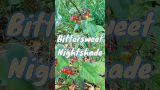 Bittersweet Nightshade - not edible 😪 Solanum dulcamara: Solanaceae Family of plants. #foraging #pnw