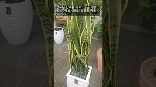 Sansevieria Reproduction methodㅣㅣ3 things you need to know