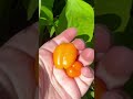 Harvesting & Growing Beautiful Mini Sweet Bell Peppers in my backyard garden #short #shorts