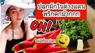 Thai people in Germany, how to plant tomato seeds easily, in the garden.