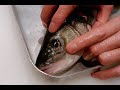 GRAPHIC - How to fillet a fish - Sea bass - Japanese technique - すずきのさばき方