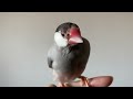 【asmr】文鳥の羽繕い　java sparrow