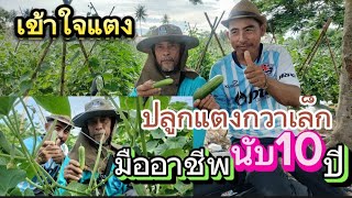 แตงกวาขาวเล็กสร้างอาชีพอย่างยั่งยืน | เกษตรสร้างรายได้ | เกษตรกล้วยๆ