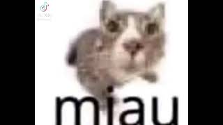 miau