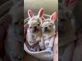 Frenchie Puppies First Meal #shorts #puppy #dogs