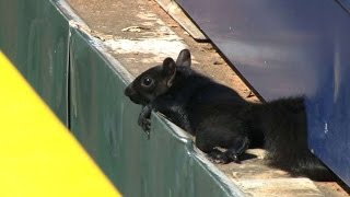 BOS@DET: Tigers TV discusses squirrel at Comerica