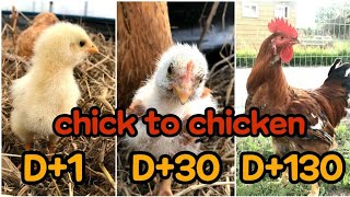 자연부화 병아리 닭까지 성장과정 깜찍이 사랑스러워 chick to chicken