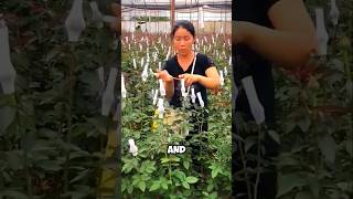 See how Chinese farmers make thousands of dollars from rose farming