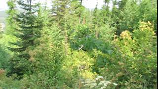 Ziplining with Timberline Adventures in Coeur D'Alene