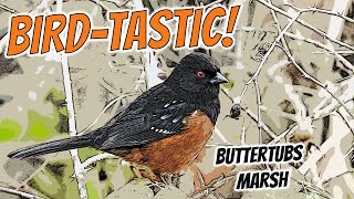 Amazing Birds Found Birding Vancouver Island's Buttertubs Marsh