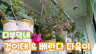 다부댁네 걸이대와 베란다 다육이 Korean succulent plants # 다육이를부탁해