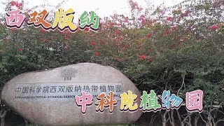 今天游西双版纳中科院热带植物园