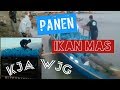 Waduk Jatigede || PANEN Ikan Mas