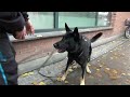 k 9 hard surface tracking in a city. k9 police dog rescue dog. torneryds totti and oddmund nes