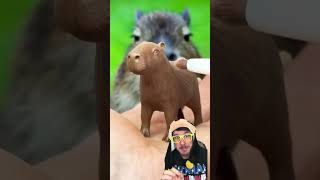 Você gosta de capivara?