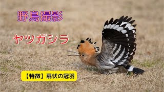 「野鳥撮影」D300  D500  で野鳥を求めて　ヤツガシラ  [ 戴勝・八頭 ]  との出会い