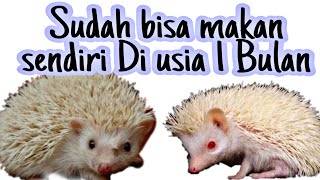 Landak Mini Usia 1 Bulan sudah bisa makan sendiri !